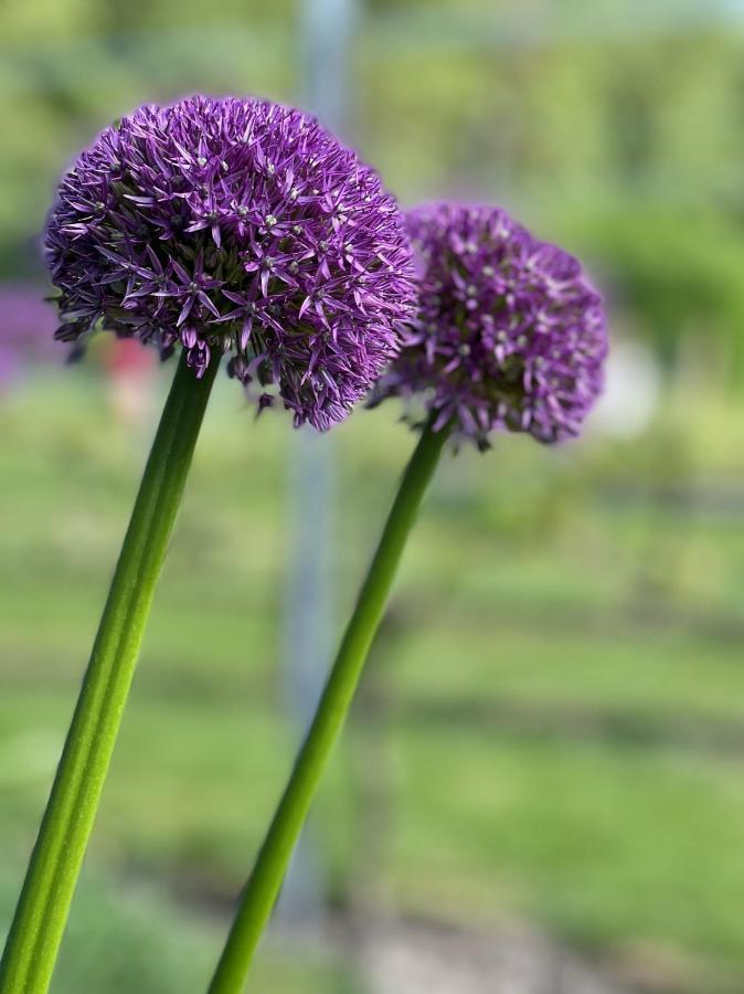 Villa Life Contains Beautiful Things Almere Esterno foto